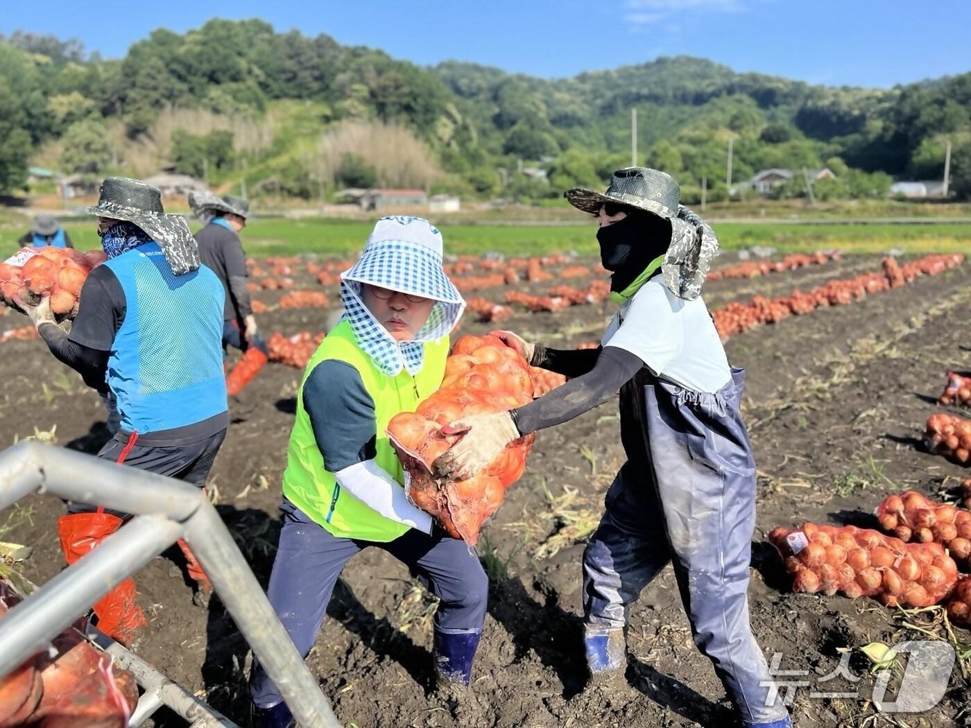 본문 이미지 - 전북농협 임직원이 최근 집중호우 피해를 입은 완주군 양파 농가를 찾아 피해복구에 나섰다.(전북농협 제공. 재판매 및 DB금지)