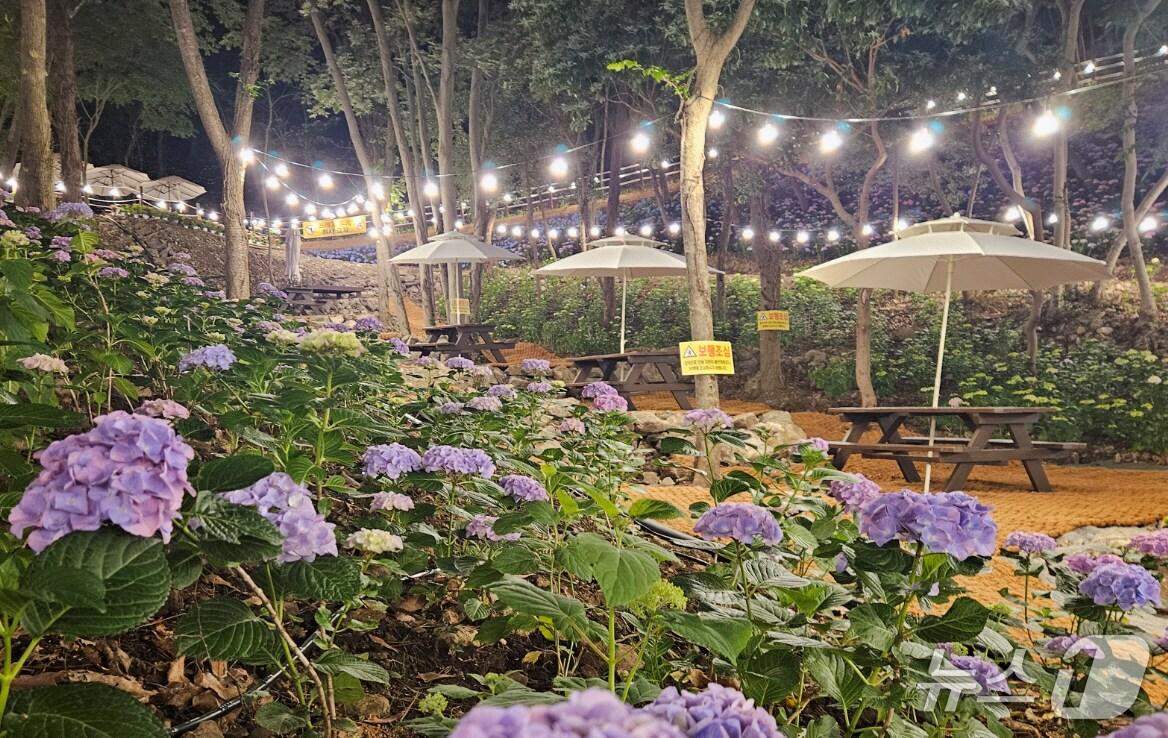 본문 이미지 - 운림산림욕장 수국공원 야경(진도군 제공, 재판매 및 DB금지)