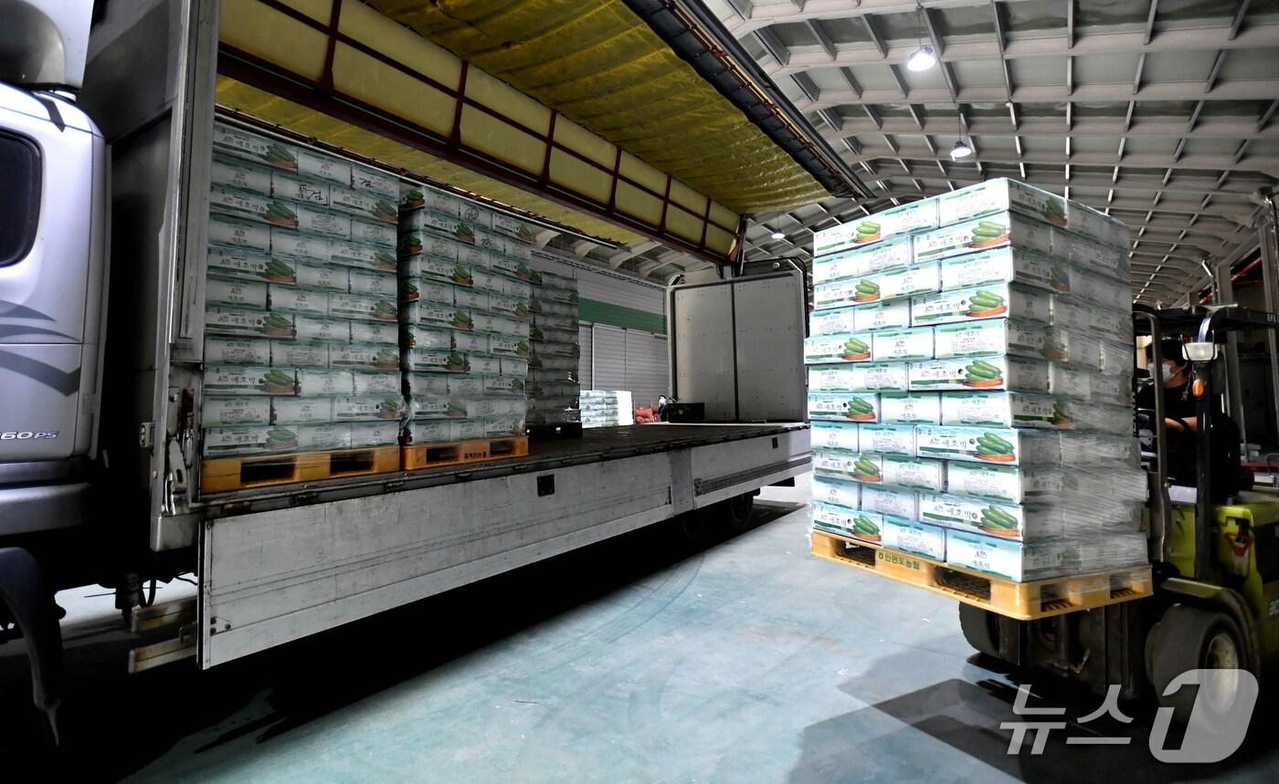 화천 애호박 출하.&#40;화천군 제공, 재판매 및 DB금지&#41;