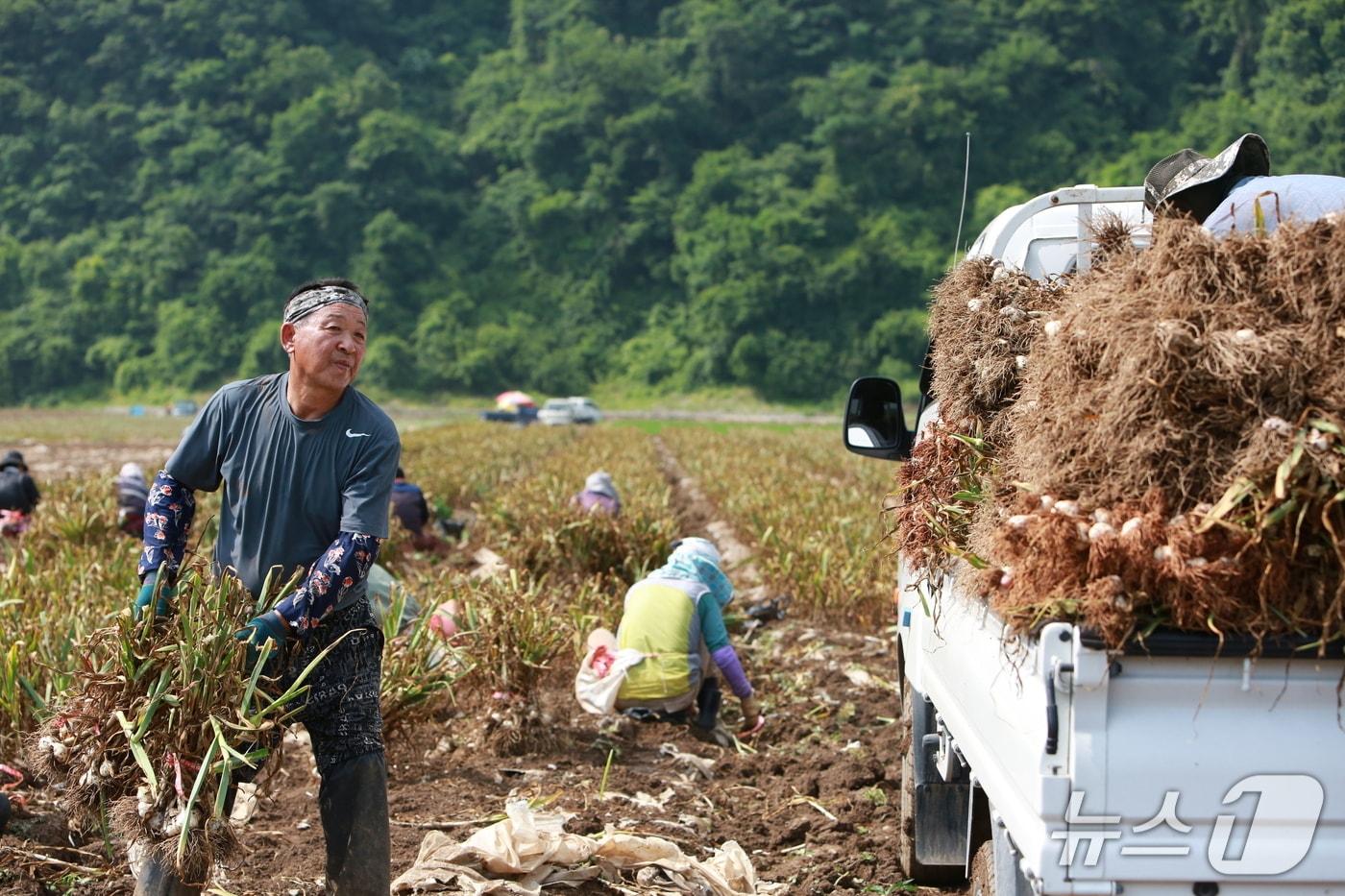 농민들이 단양군 어상천면의 한 마늘밭에서  마늘을 트럭에 싣고 있다.2025.6.18./뉴스1 ⓒ News1 손도언 기자 