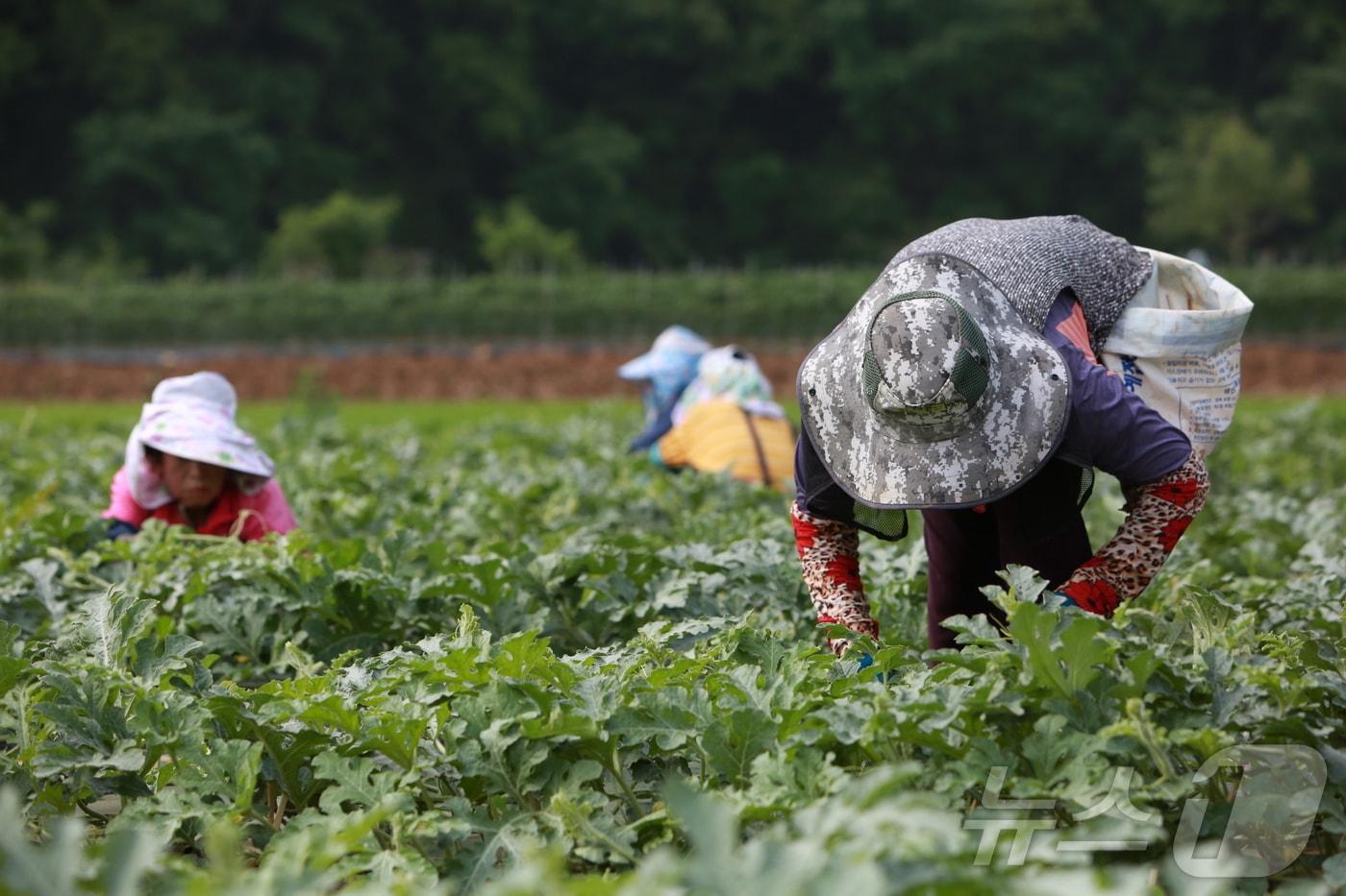 단양군 어상천면 주민이 노지 수박밭에서 수박 순을 따고 있다.&#40;단양군 제공. 재판매 및 DB금지&#41;/뉴스1 2025.6.18/뉴스1 ⓒ News1 손도언 기자