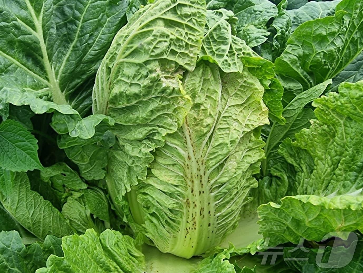 본문 이미지 - 배추황화바이러스에 감염된 배추.(경북농업기술원 제공, 재판매 및 DB 금지)ⓒ News1 김대벽기자