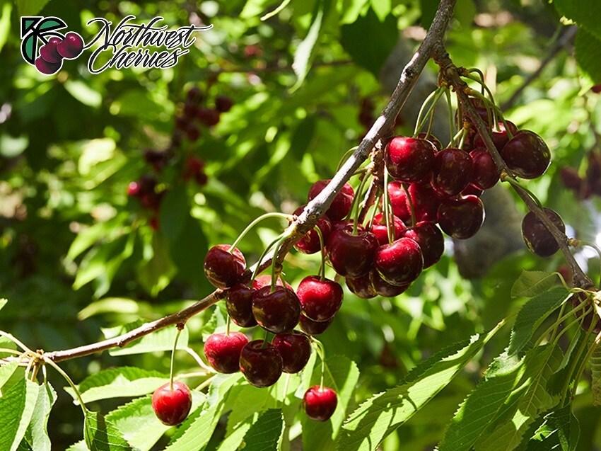 본문 이미지 - 사진=미국북서부체리 제공