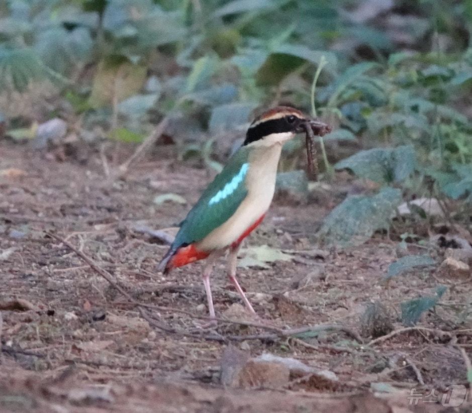 본문 이미지 - 18일 광주 북구 한새봉 일대서 멸종위기 야생동물 2급이자 천연기념물인 팔색조가 지렁이를 물고 있는 모습. (광주환경운동연합 제공. 재판매 및 DB 금지) 