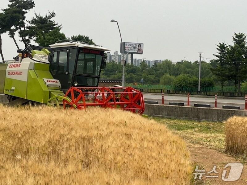 본문 이미지 - 보리 추수&#40;인천 계양구 제공.재판매 및 DB금지&#41;