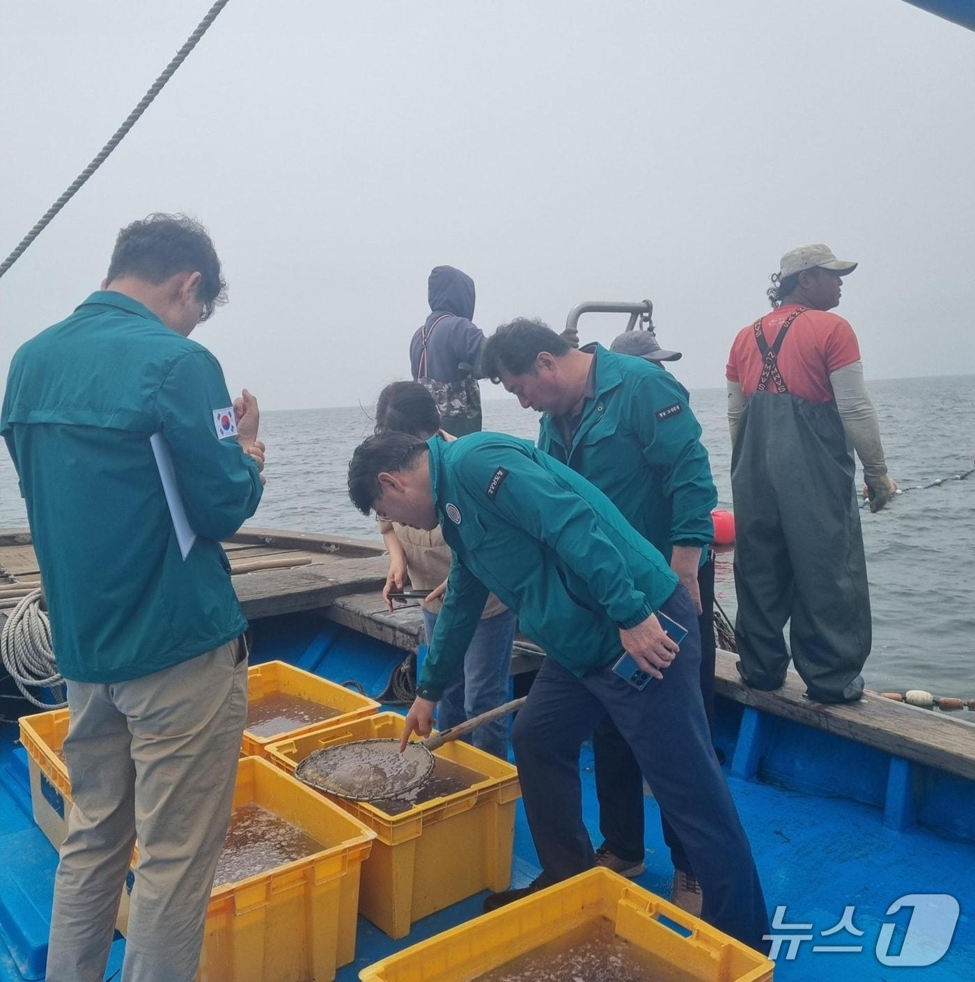 본문 이미지 - 18일 경남도 관계자가 고성군 삼산면 두표해역 정치망 어장에서 잡힌 해파리를 확인하고 있다.&#40;경남도 제공. 재판매 및 DB금지&#41;