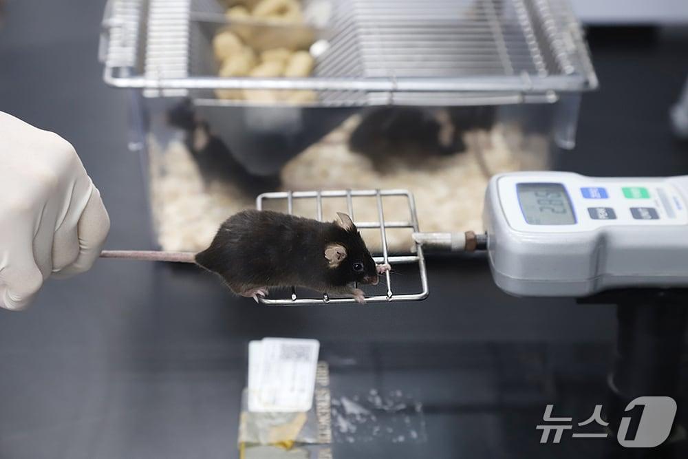 본문 이미지 - CLCF1를 주사한 쥐의 근육 힘 측정(생명연 제공) /뉴스1