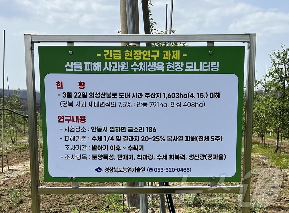 본문 이미지 - 경북도는 19일 지난 3월 발생한 대형 산불로 피해를 본 사과나무 회복력 진단 연구에 본격 착수 했다 2025.6.19/뉴스1 ⓒ News1 김대벽기자