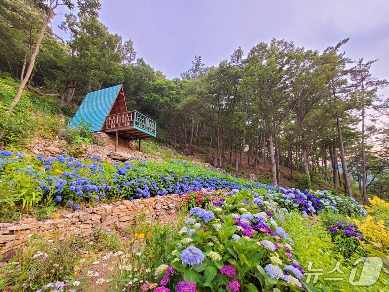 본문 이미지 - 수국 축제 모습.(전남도 제공. 재판매 및 DB금지) 2025.6.19/뉴스1