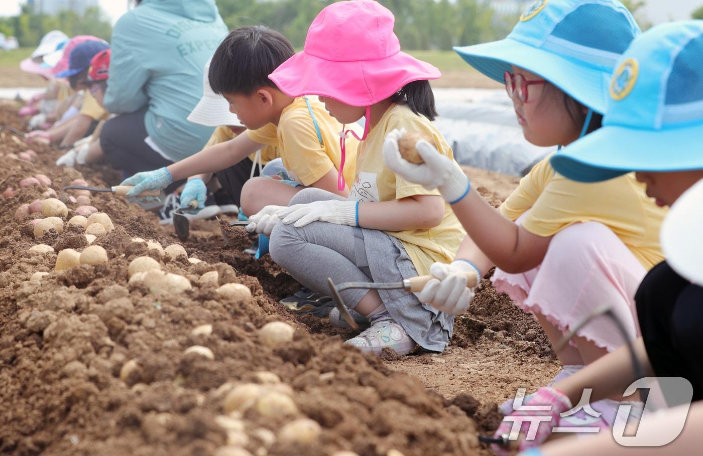 본문 이미지 - 19일 전북 완주군 농촌진흥청 국립식량과학원 전시포에서 어린이들이 감자 수확 체험을 하고 있다. 2025.6.19/뉴스1 ⓒ News1 유경석 기자