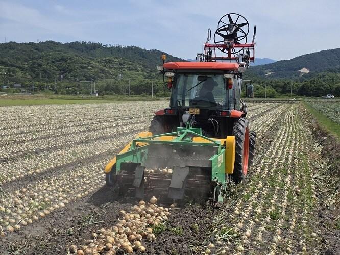 본문 이미지 - 양파 기계화 수확 (농촌진흥청 제공) 2025.06.19 /뉴스1