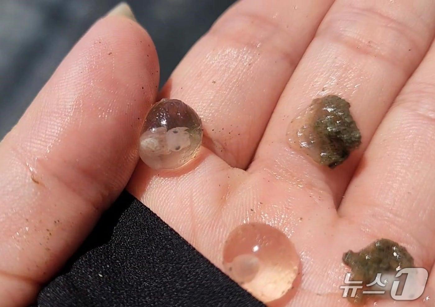 갑오징어 종자.(군산시 제공. 재판매 및 DB금지)