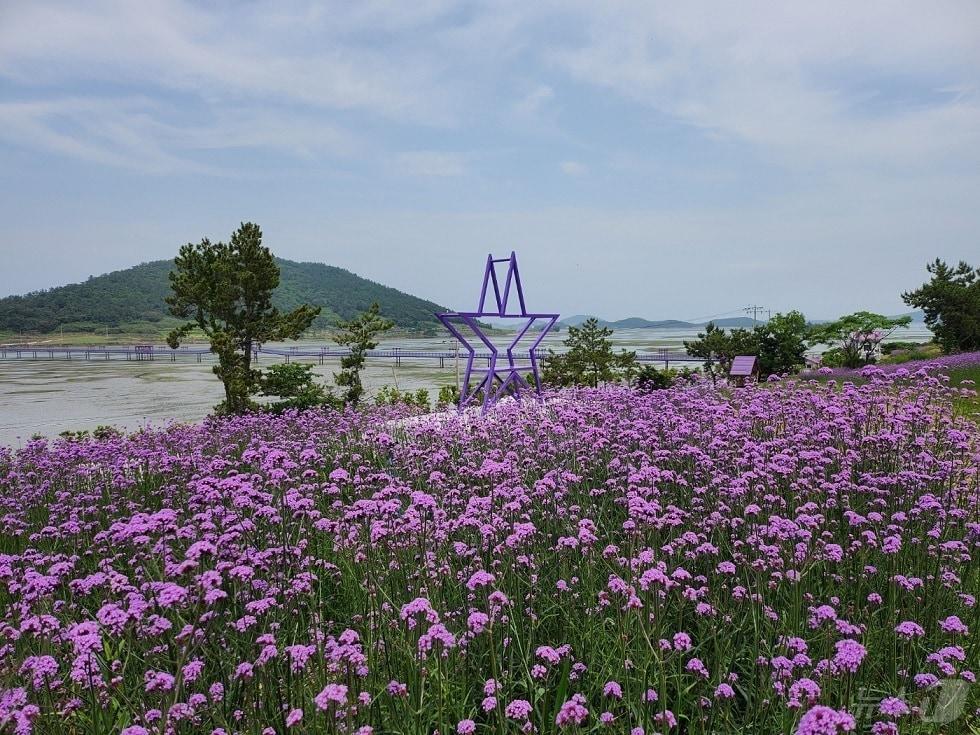 본문 이미지 - 신안 퍼플섬에 핀 버들마편초 (신안군 제공. 재판매 및 DB금지) /뉴스1 