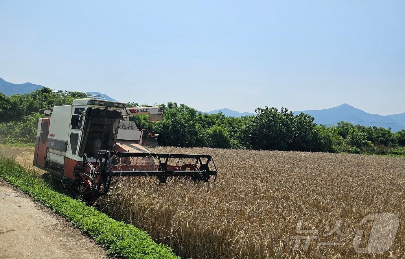 영암군 트리티케일 수확 현장 (영암군 제공. 재판매 및 DB금지) /뉴스1 