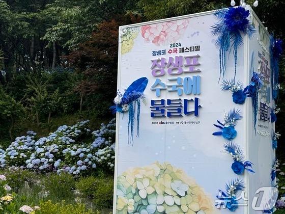 본문 이미지 - 2024년 장생포 수국 페스티벌. 2024.06.06ⓒ News1 김세은 기자