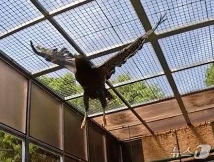 본문 이미지 - 방사된 관수리&#40;창녕군 제공. 재판매 및 DB금지&#41;