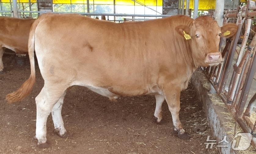 본문 이미지 - 이천시에서 생 체중 1000kg이 넘는 슈퍼한우 2두가 출하돼 눈길을 끌고 있다.&#40;이천시 제공&#41;