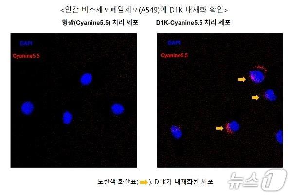 본문 이미지 - 엔솔바이오사이언스가 진행한 PDC 후보물질 중 펩타이드 관련 전임상 결과.(엔솔바이오사이언스 제공)/뉴스1