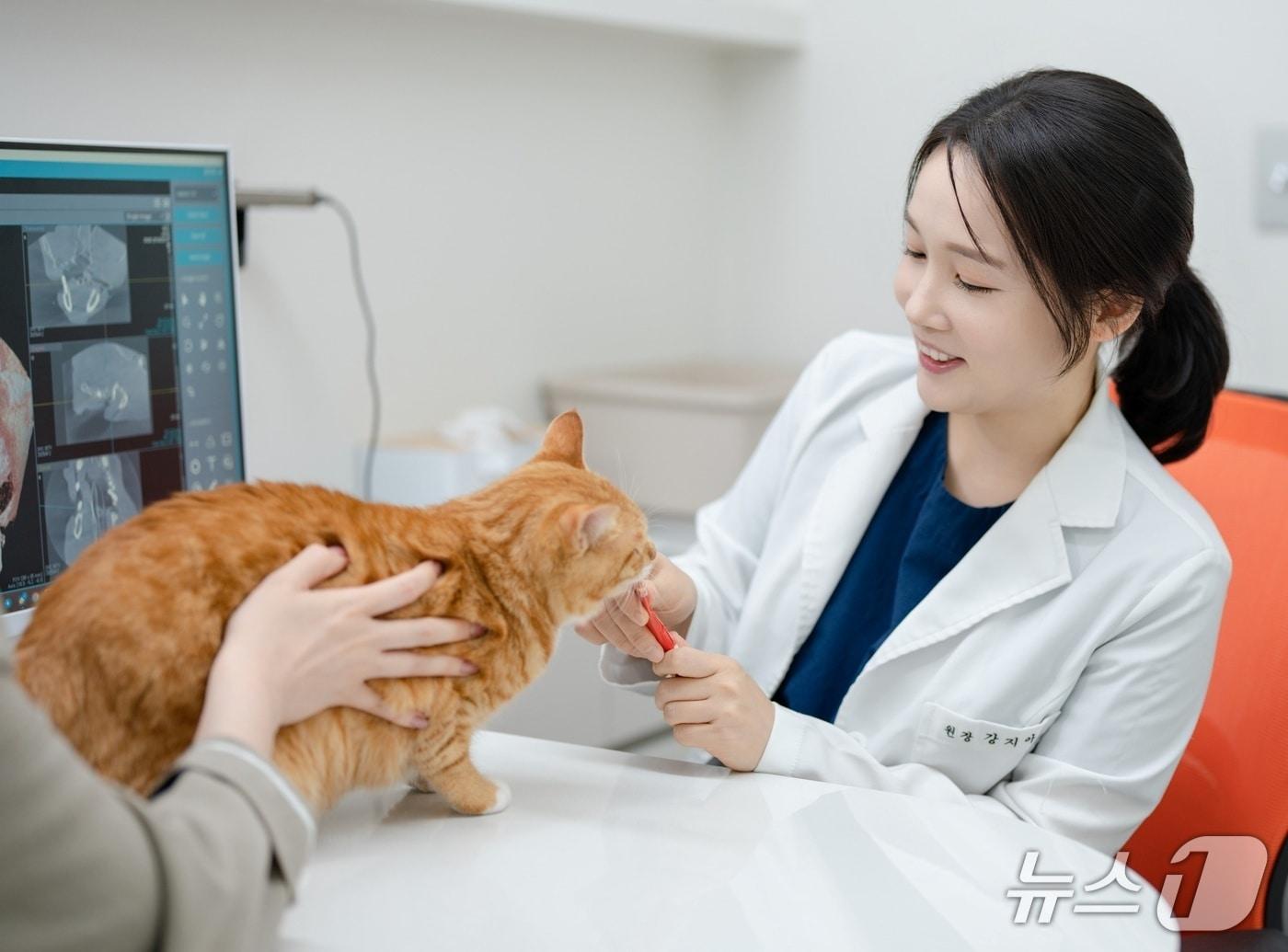 본문 이미지 - 강지아 으뜸동물의료센터 원장이 고양이 진료를 보고 있다&#40;동물병원 제공&#41;. ⓒ 뉴스1