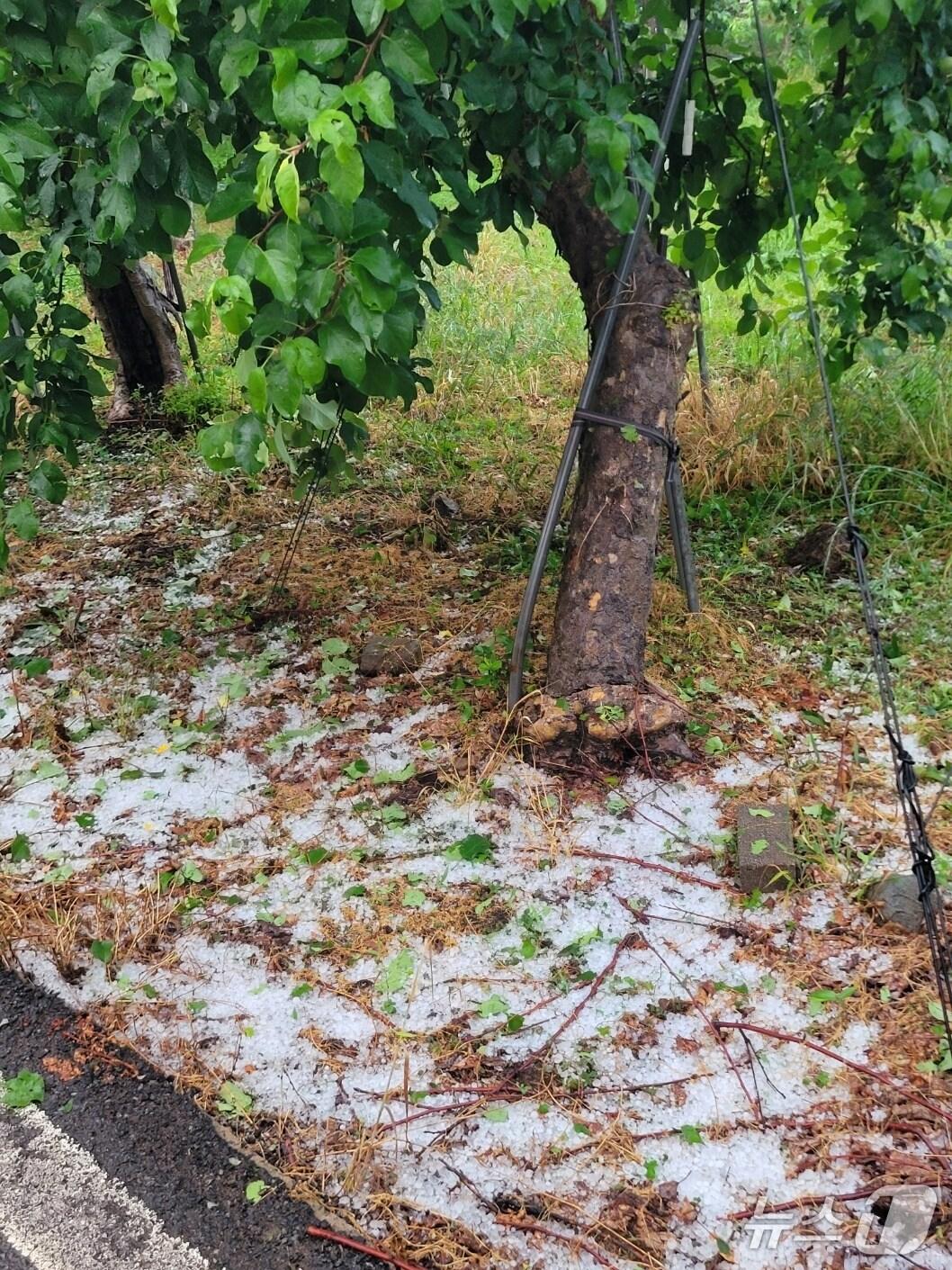 본문 이미지 - 지난달 29일 오후 밀양시 산내면 일원에 쏟아진 우박.(밀양시 제공. 재판매 및 DB금지)