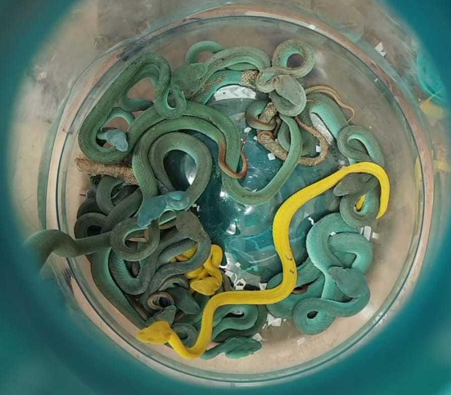 본문 이미지 - <출처=뭄바이 세관 엑스 갈무리>