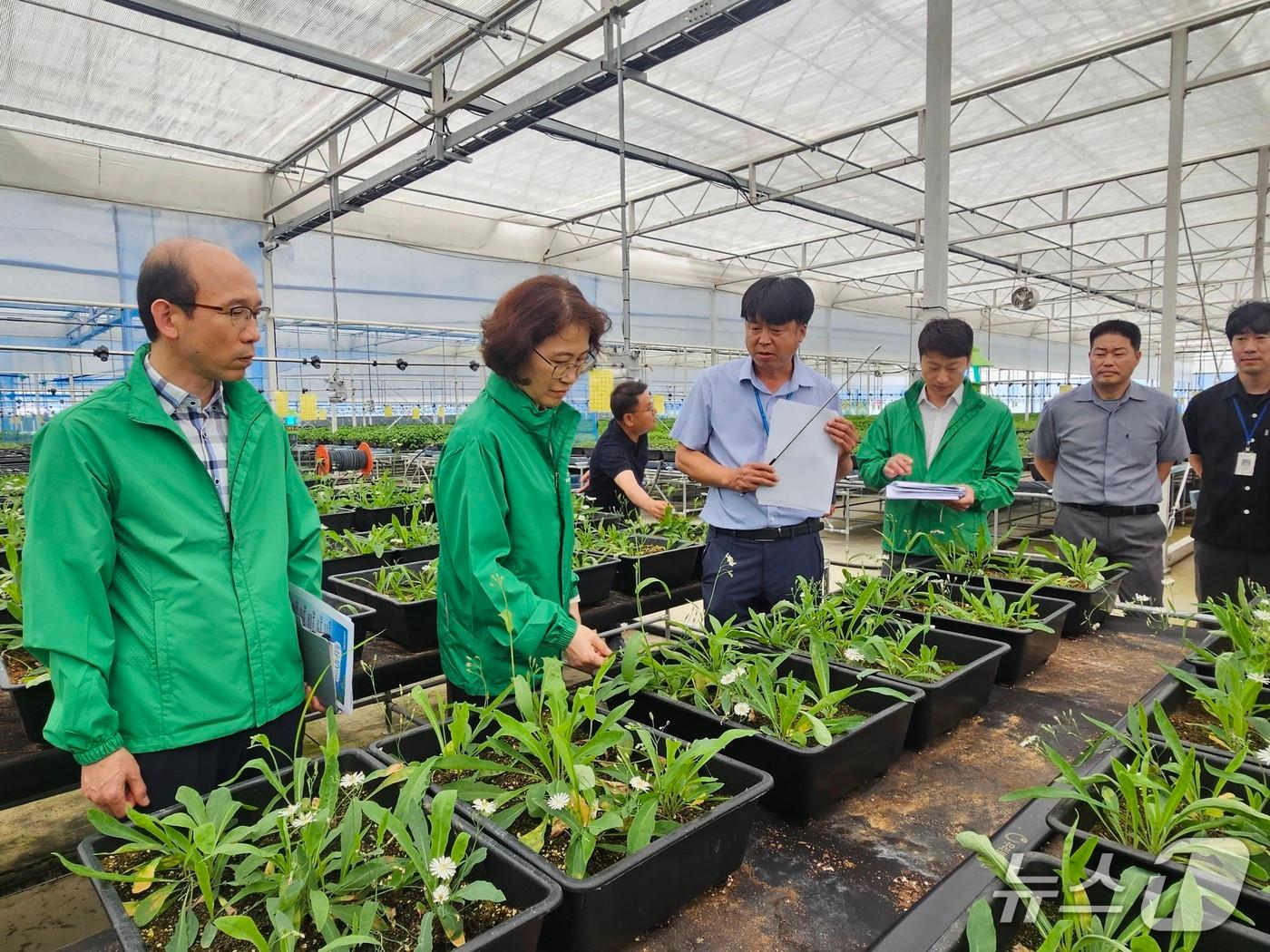 본문 이미지 -  이미라 산림청 차장이 2일 화장품원료로 쓰이는 씀바귀 생산현황을 점검하고 있다.(산림청 제공.재판매 및 DB금지)/뉴스1