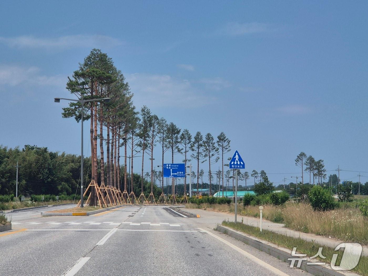 본문 이미지 - 남강릉IC 일대 칠성로 명품소나무 가로수길.(강릉시 제공, 재판매 및 DB 금지) 2025.6.20/뉴스1