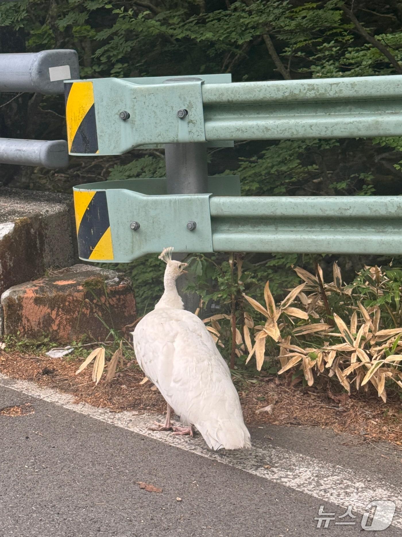 본문 이미지 -  한라산국립공원에서 목격된 흰공작새(독자 제공. 재판매 및 DB금지)/뉴스1