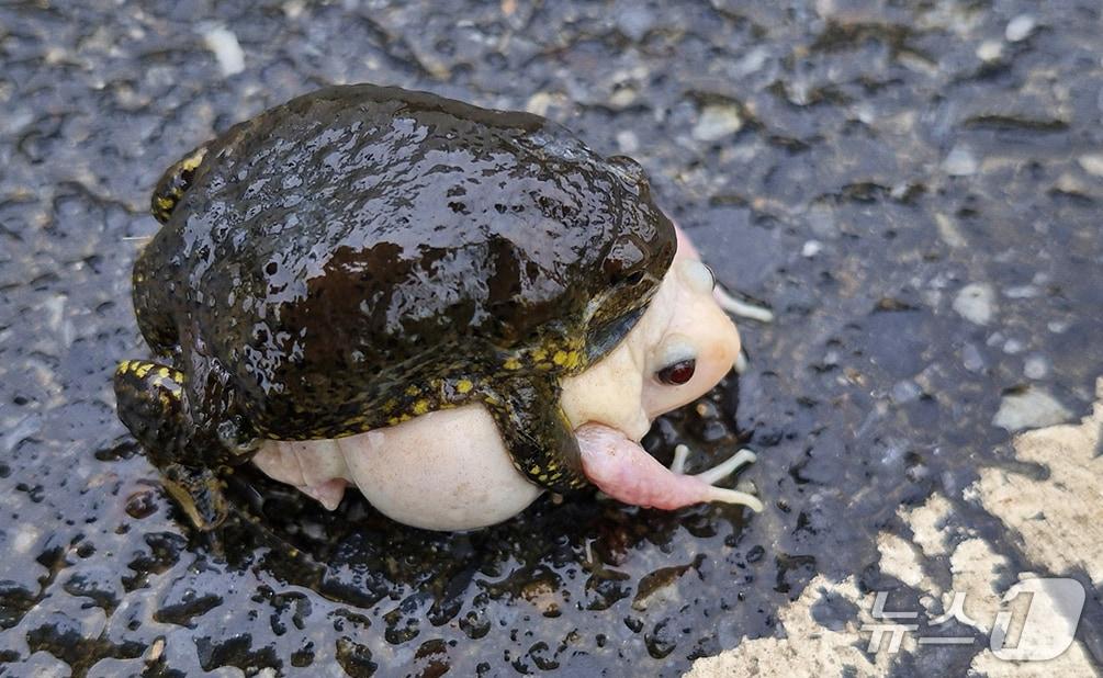 본문 이미지 - 온몸이 하얀 백색증(알비노) 맹꽁이. (문광연 한국양서파충류학회 이사 제공. 재판매 및 DB 금지) 2025.6.20/뉴스1