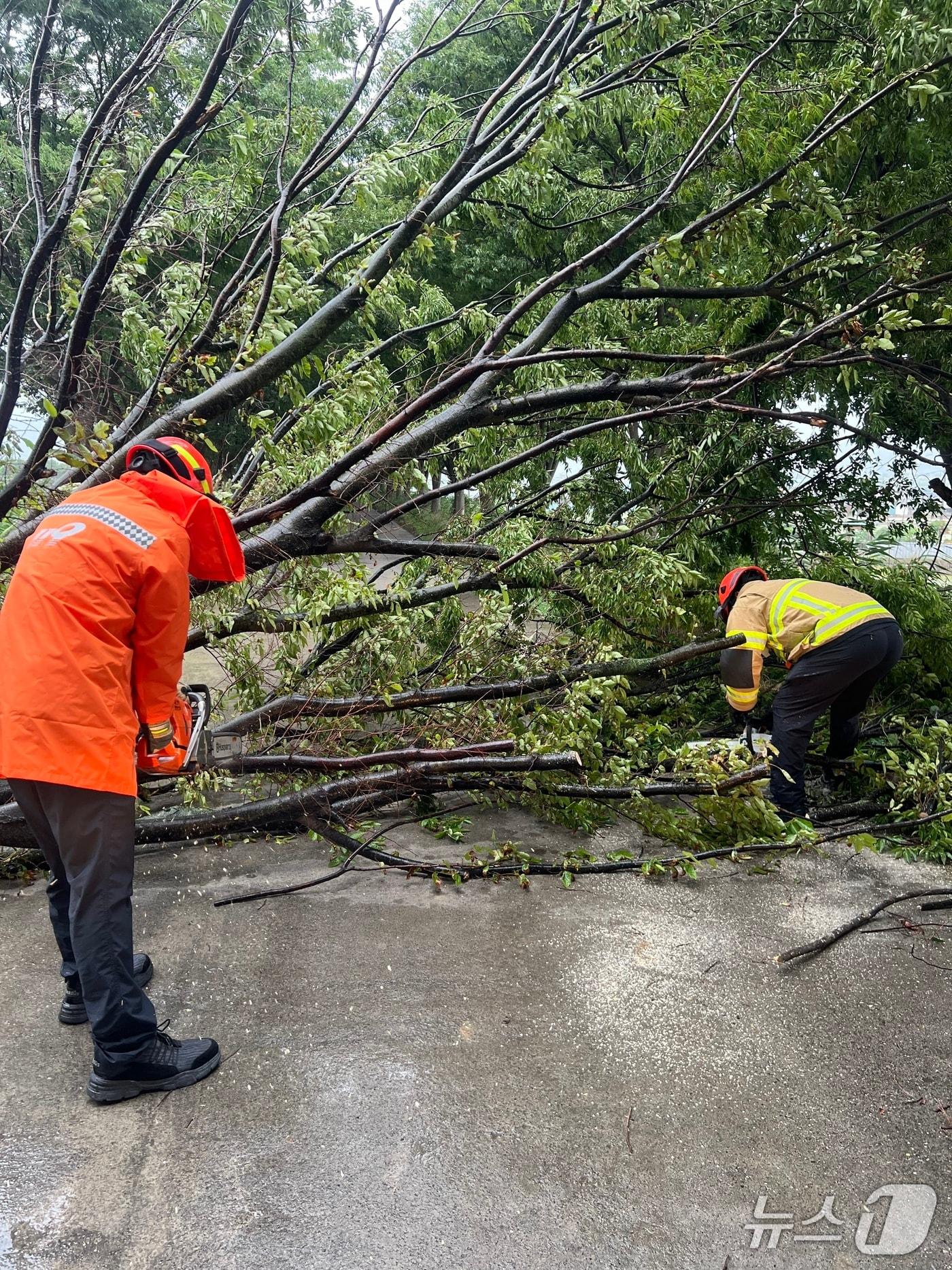 본문 이미지 - 21일 오전 7시 47분쯤 대구 달성 논공읍 금포리의 한 도로에 가로수가 바람에 넘어져 소방 당국이 출동해 안전조치를 취하고 있다. (대구소방안전본부 제공. 재판매 및 DB 금지) 2025.6.21/뉴스1