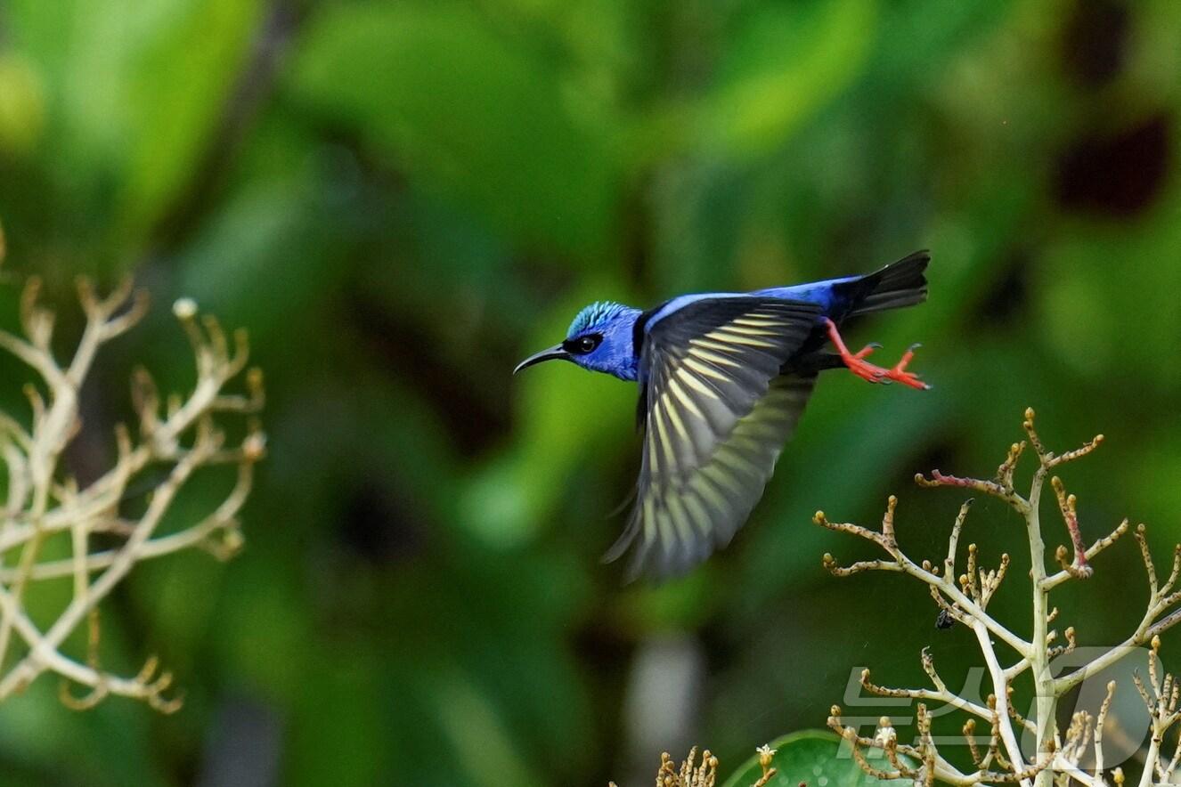 본문 이미지 - 파나마 감보아에서 발견된 붉은다리 꿀먹이새. 2025.5.11 ⓒ 로이터=뉴스1 ⓒ News1 국제부 공용 기자