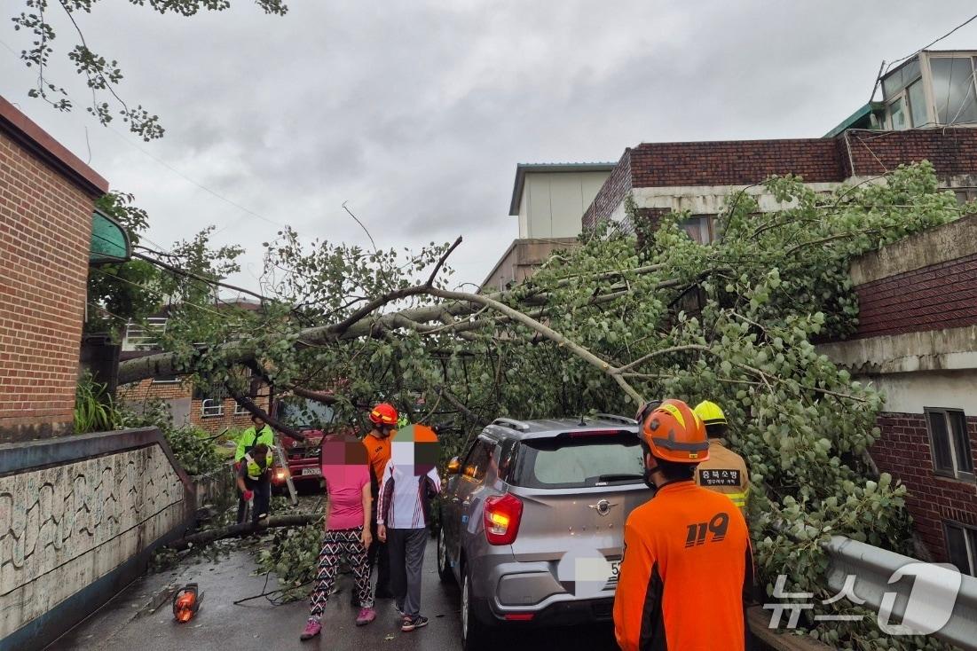 본문 이미지 -  주택가 수목전도 모습.(충북소방본부 제공)/뉴스1