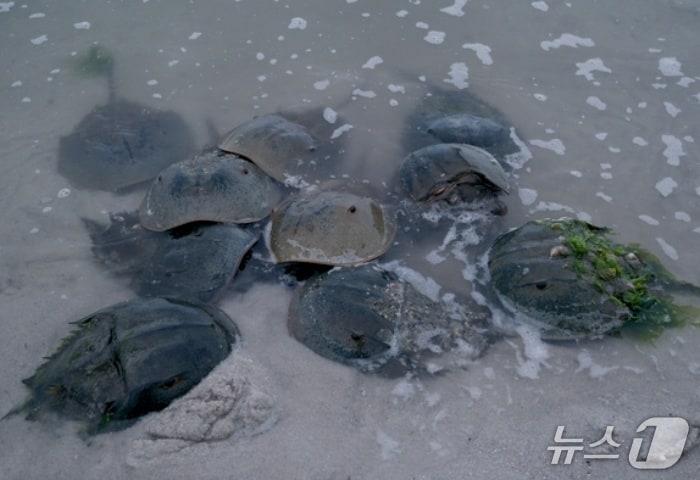 본문 이미지 - 투구게(휴메인 월드 포 애니멀즈 제공) ⓒ 뉴스1