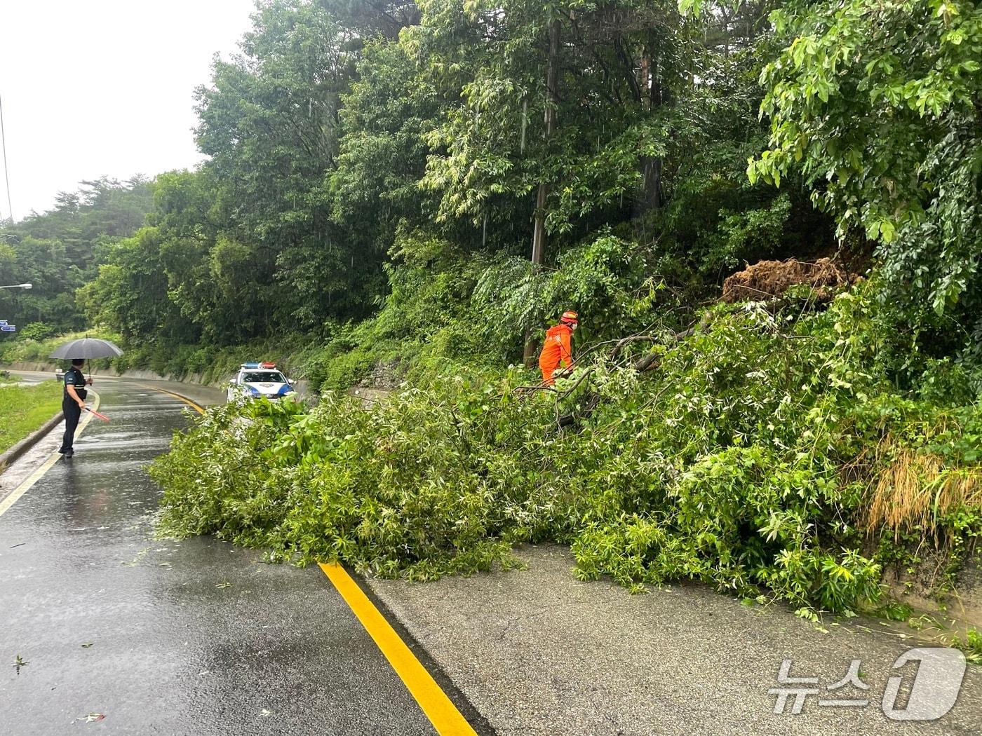 본문 이미지 -  21일 오후 4시 18분께 남원시 송동면의 한 도로에서 강한 비로 인해 나무가 쓰러졌다.&#40;전북소방본부 제공. 재판매 및 DB금지&#41;