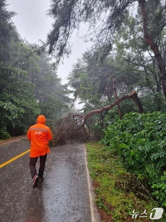 본문 이미지 - 21일 오전 전북 부안군 부안읍의 한 도로 위로 집중호우로 인해 나무가 쓰러져 있다.(전북소방본부 제공. 재판매 및 DB금지) 205.6.21/뉴스1
