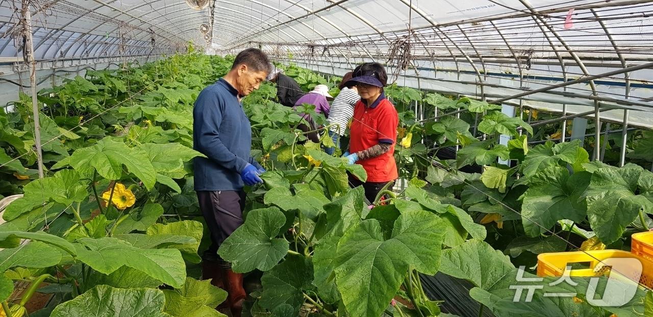 본문 이미지 - 충북형 도시농부 활동 모습 (충북도 제공, 재판매 및 DB금지) /뉴스1 