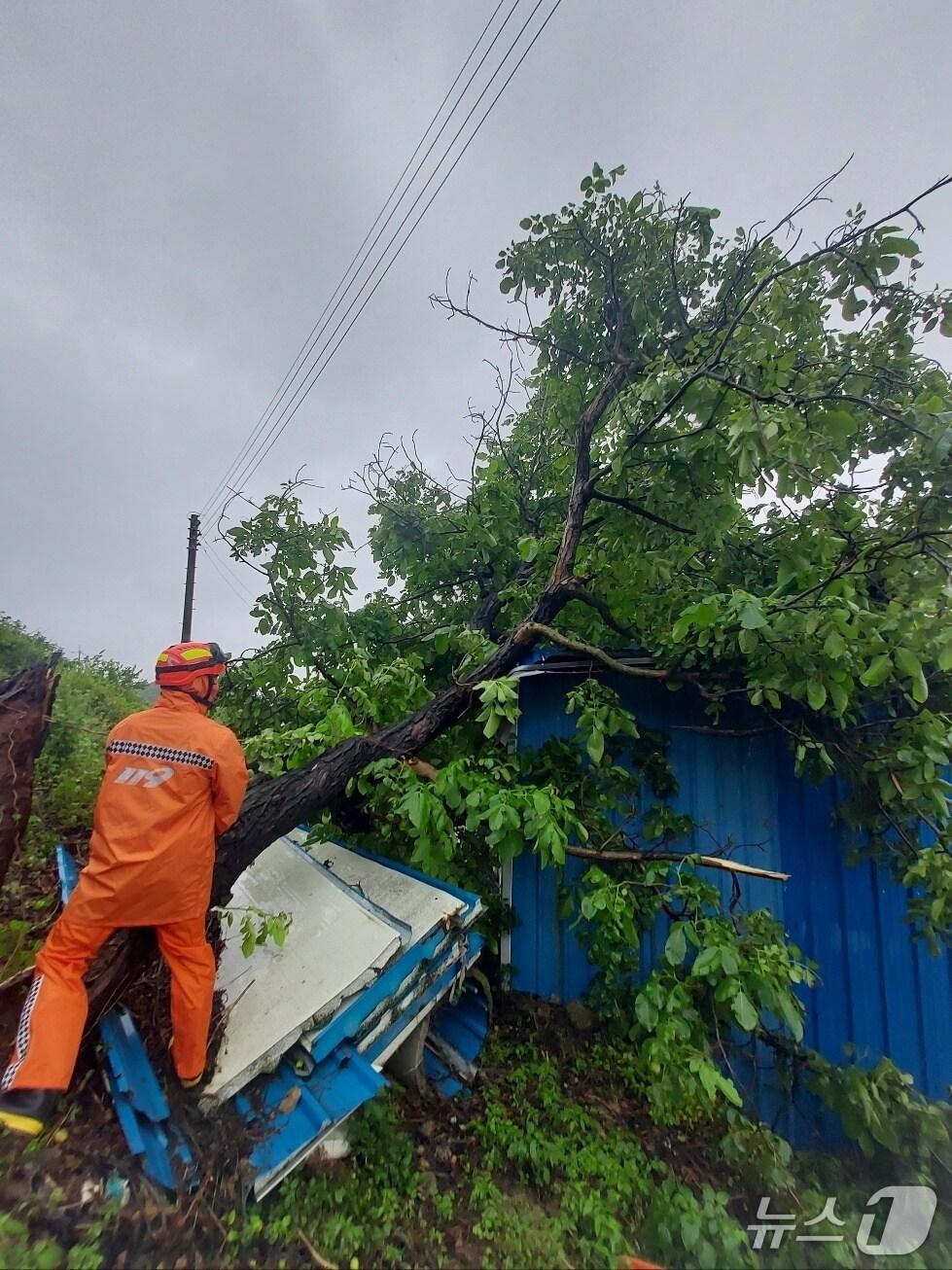 본문 이미지 - 21일 오전 전북 무주군 안성면에서 집중호우로 인해 나무가 창고 위로 쓰러져 있다.&#40;전북소방본부 제공. 재판매 및 DB금지&#41; 205.6.21/뉴스1