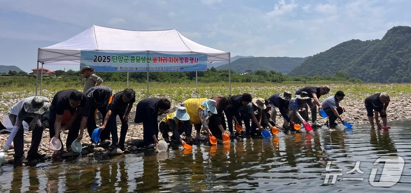 단양군 영춘면 북벽 일원에 방류된 쏘가리 치어. (단양군 제공. 재판매 및 DB금지) /뉴스1   