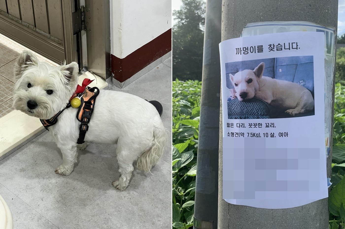 너무 귀여워서…동네 아이들이 데려갔다가 실종됐던 까멍이&#40;심서현 제공&#41;ⓒ 뉴스1