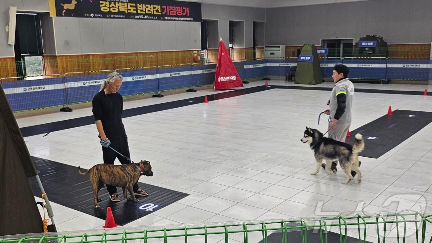 오는 10월26일부터 맹견 사육허가제 시행에 따라 맹견을 사육하려면 기질 평가를 받아야 한다.ⓒ News1 김대벽기자