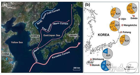 본문 이미지 - 한반도에 영향을 미치는 주요 난류와 한류 흐름도 및 소라 채집 지점(한국해양과학기술원 제공)