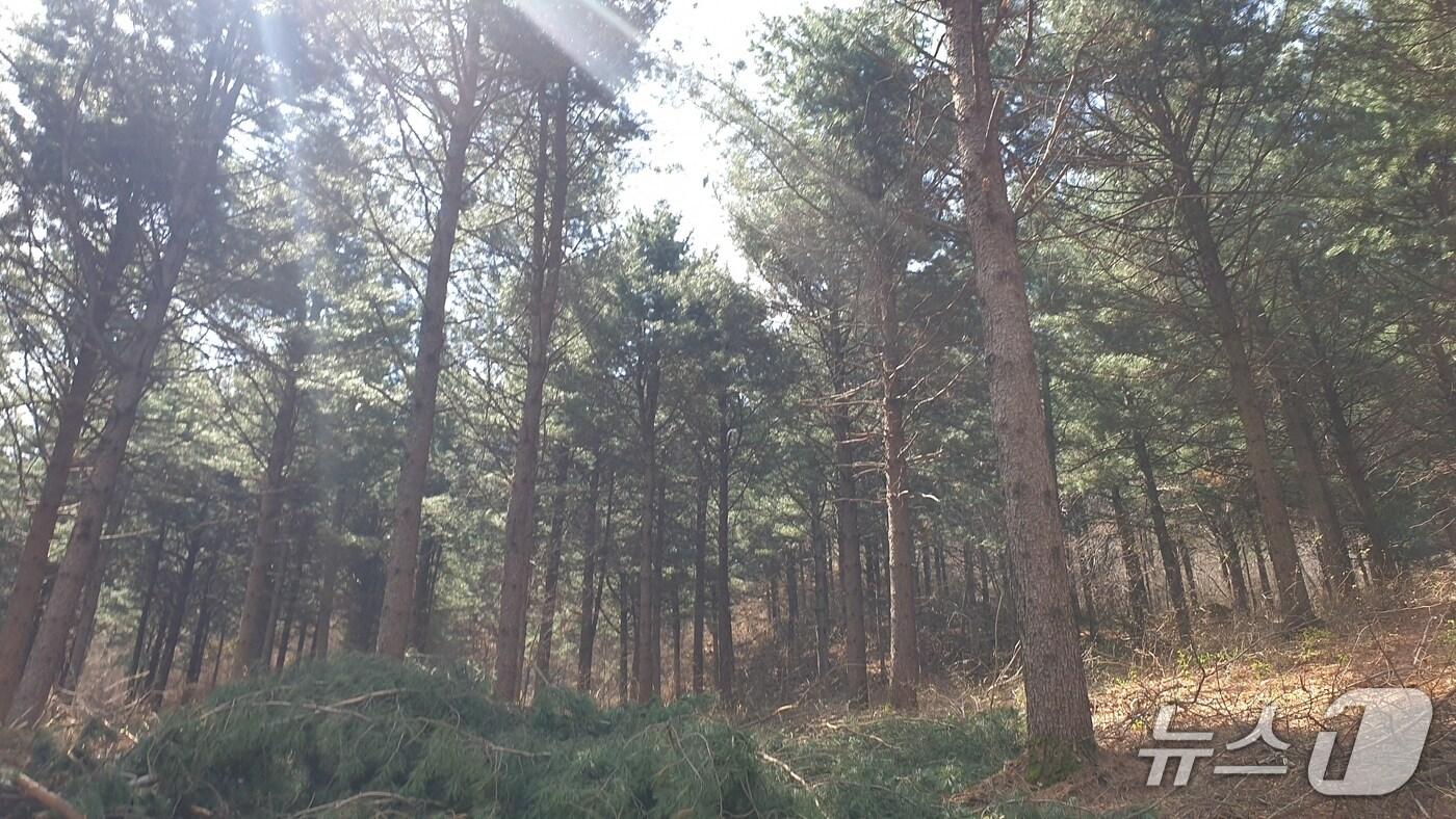 영주관리소 산불예방 숲가꾸기 사업 전(산림청 제공.재판매 및 DB금지)/뉴스1 