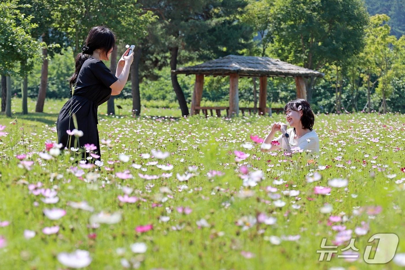 한여름 장마철로 접어든 23일, 충북 괴산군 농업기술센터 일원에 여름 '살살이꽃'이 만개해 색다른 볼거리를 제공하고 있다.(괴산군 제공, 재판매 및 DB금지)/뉴스1
