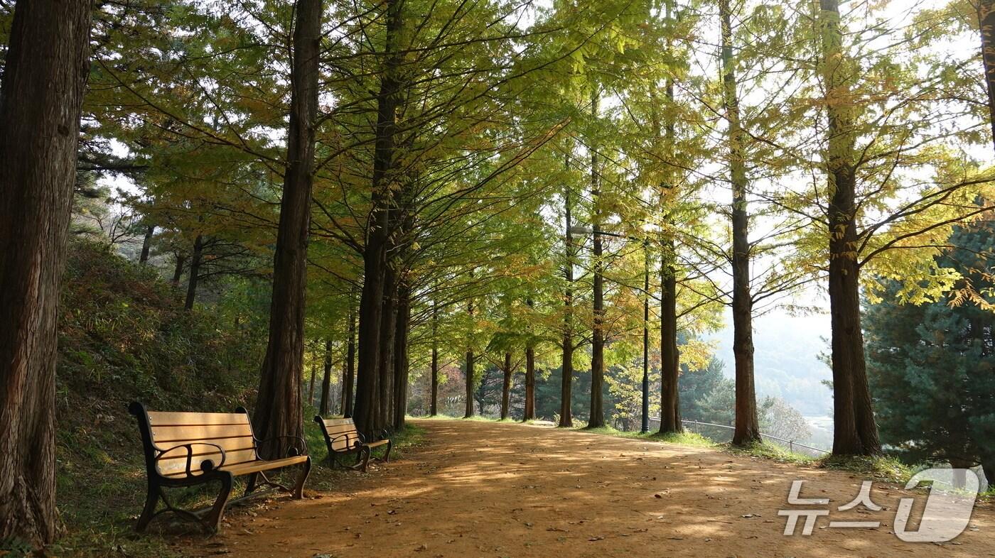 금강수목원·황토메타길 모습. (충남도 제공. 재판매 및 DB 금지) 2025.6.23/뉴스1