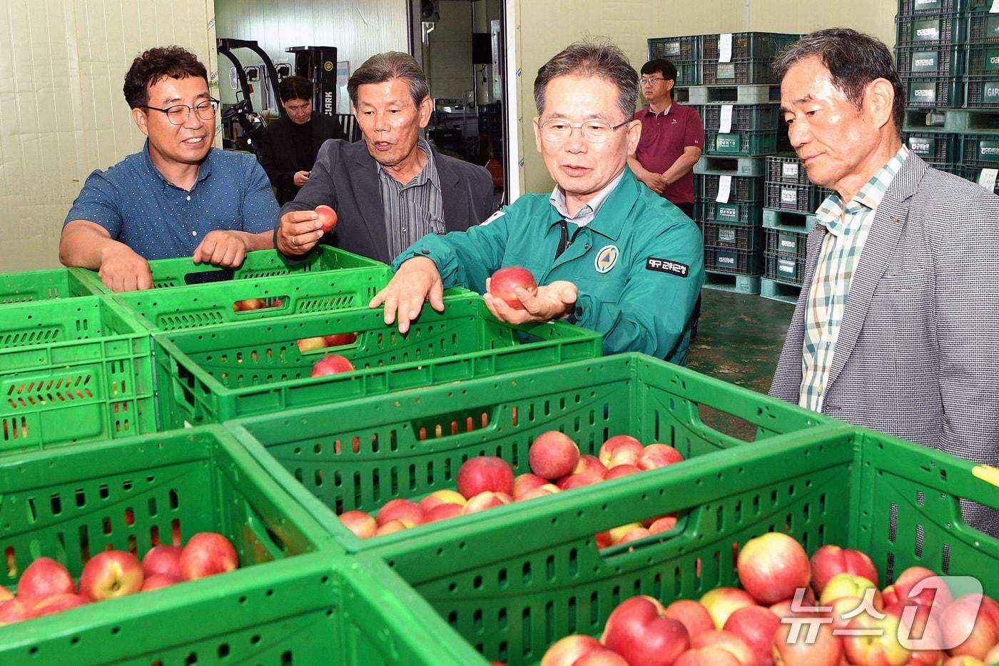 김진열 군위군수(오른쪽 두번째)가 농산물공판장 개장식을 찾아 첫 경매에 나온 자두를 살펴보고 있다. (군위군 제공. 재판매 및 DB금지)