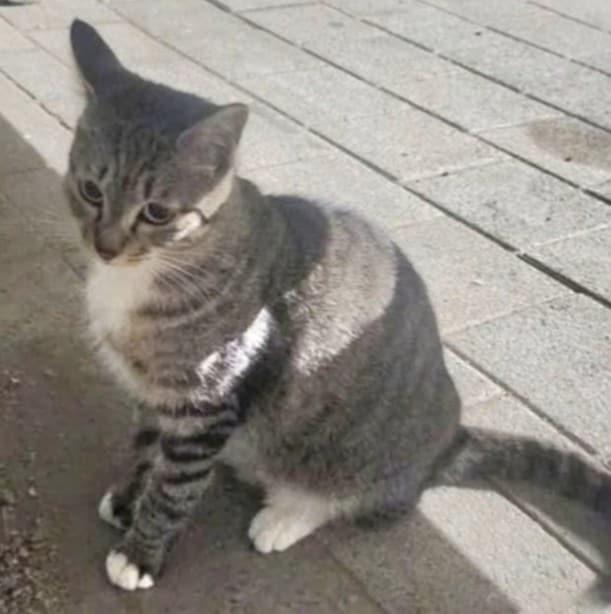 본문 이미지 - (온라인 커뮤니티 갈무리)