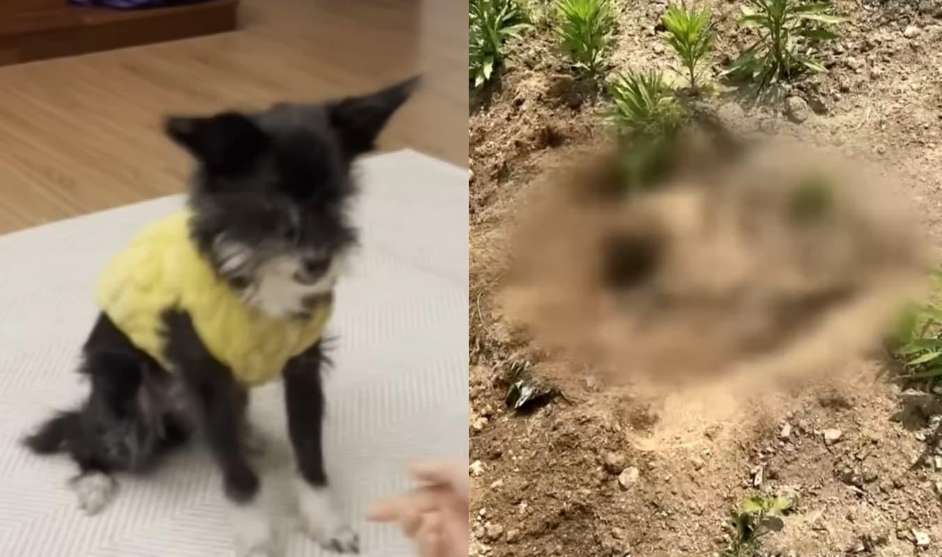 본문 이미지 - 꼬미가 밭 속에 파묻힌 모습. (JTBC 뉴스)