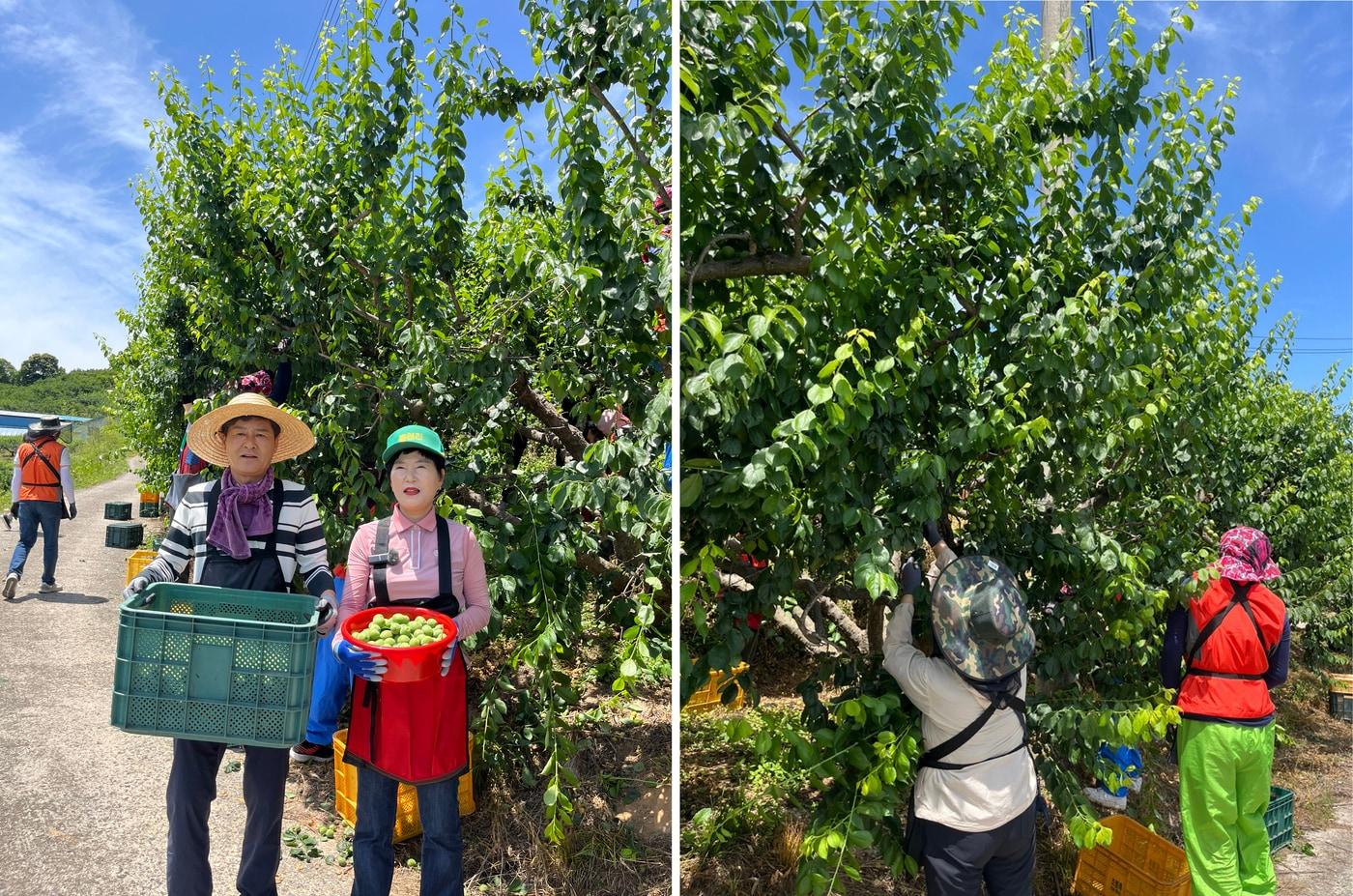 옥종농협 조호남 조합장(우) 신현농협 박현철 조합장(좌) / 사진=읍천리382 제공
