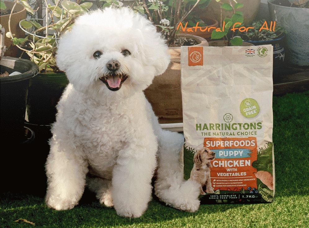 본문 이미지 - 영국 프리미엄 사료 해링턴이 국내 출시했다&#40;서창 인터내셔널 제공&#41;. ⓒ 뉴스1