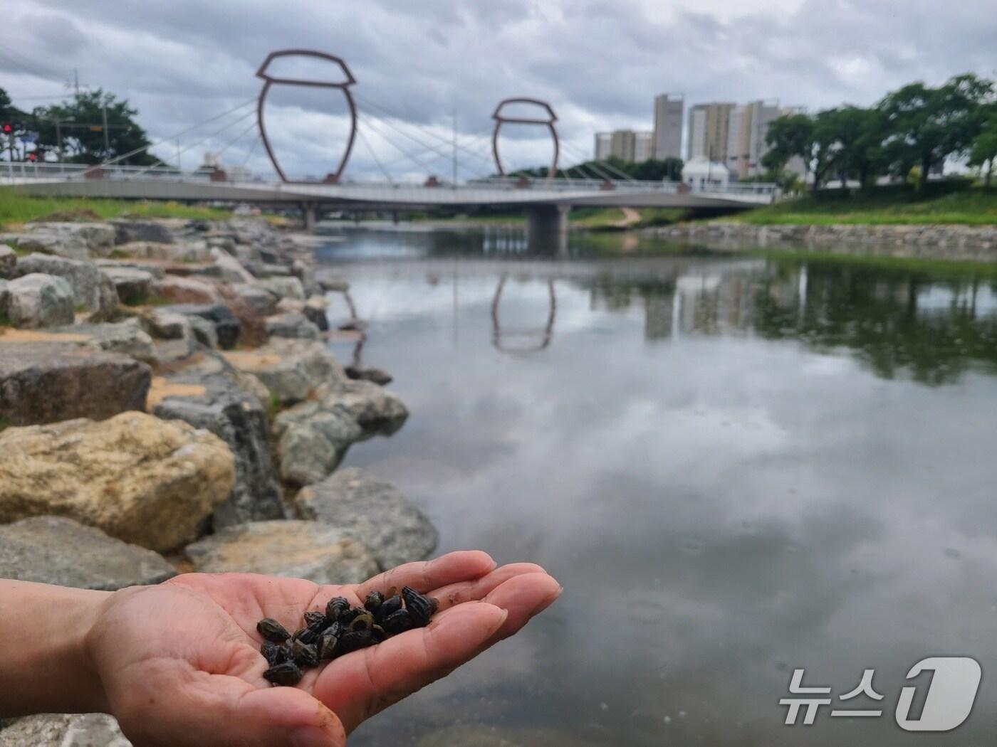 본문 이미지 - 전북 순창군 경천에서 다슬기 서식이 확인됐다.&#40;순창군 제공. 재판매 및 DB금지&#41;/뉴스1 
